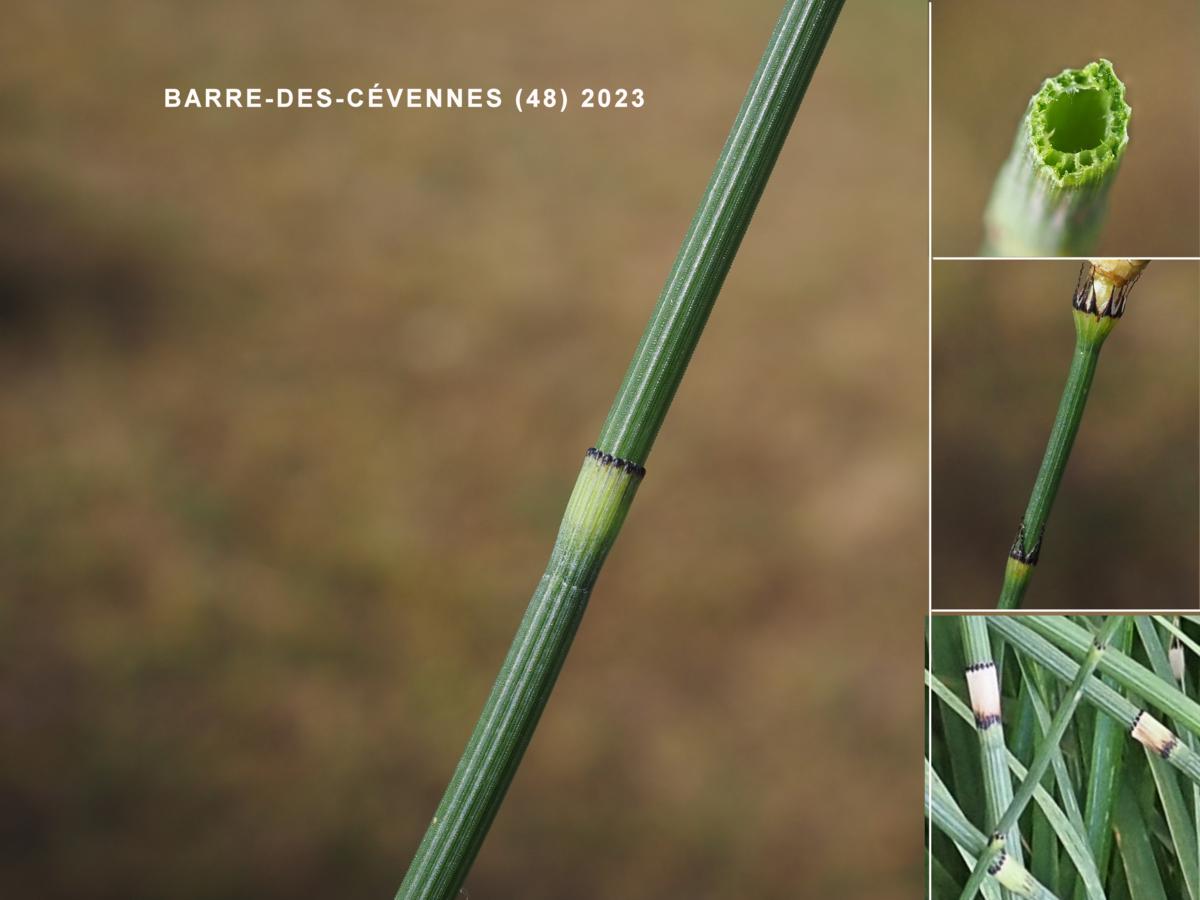 Horsetail, of Moore leaf